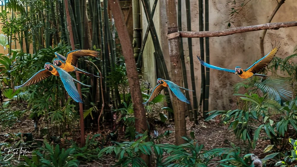 20260127-Animal Kingdom All -52.jpg