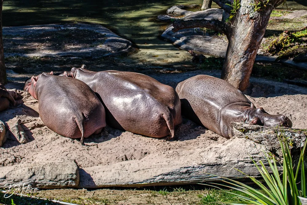 20260127-Animal Kingdom All -67.jpg