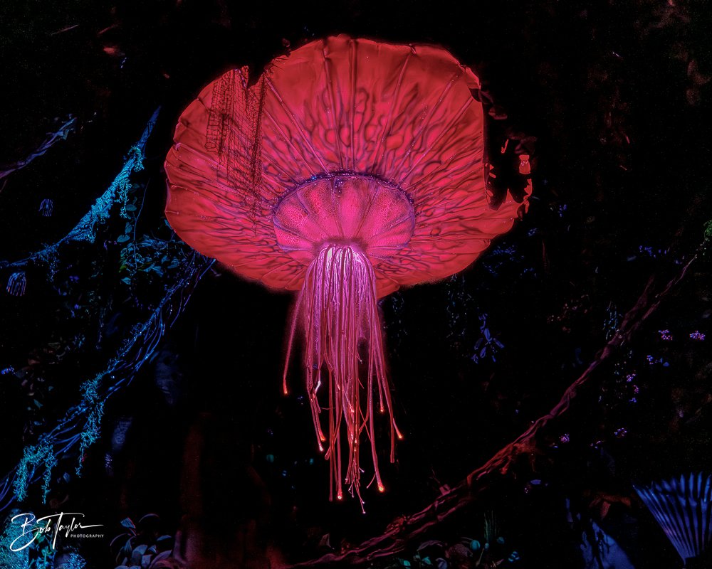 20260127-Animal Kingdom All -124.jpg