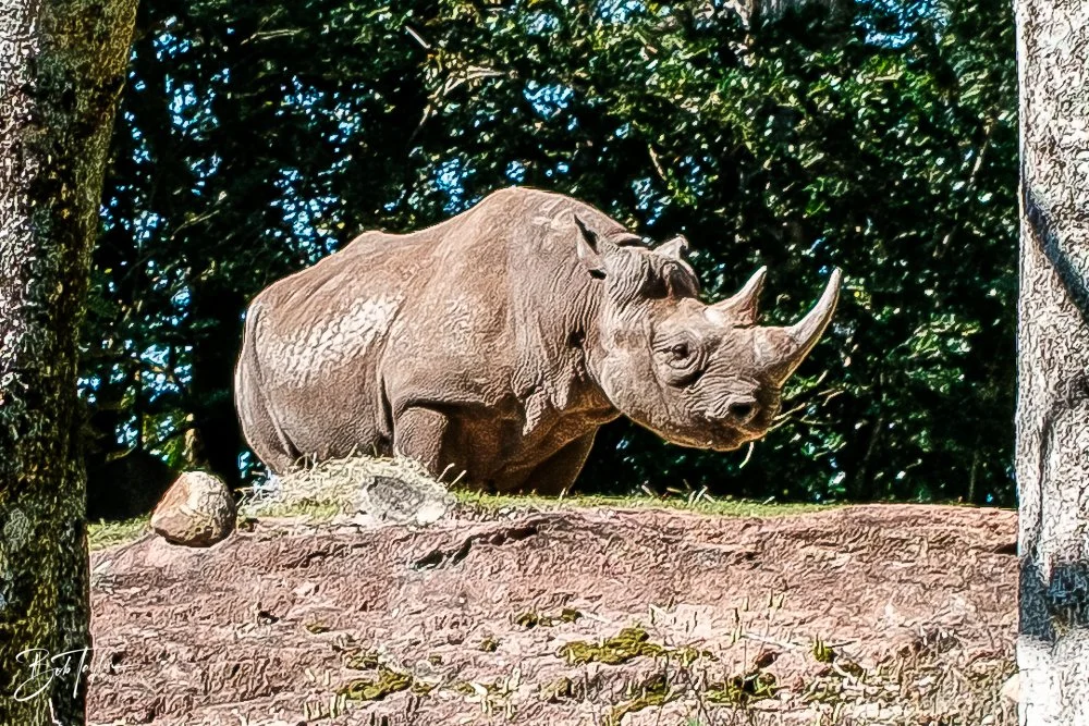 20260127-Animal Kingdom All -63.jpg