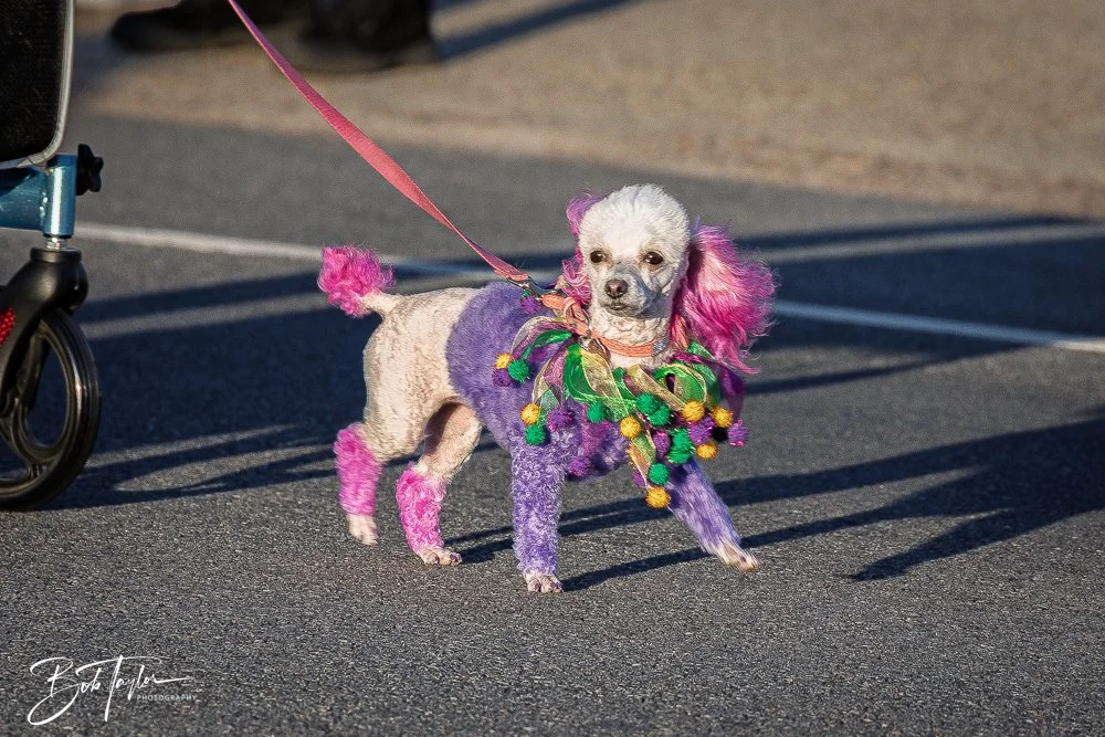 20260206-Mardi Gras Kids -25.jpg