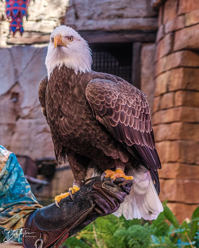 20260127-Animal Kingdom All -61.jpg