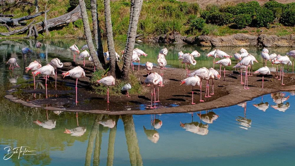 20260127-Animal Kingdom All -89.jpg