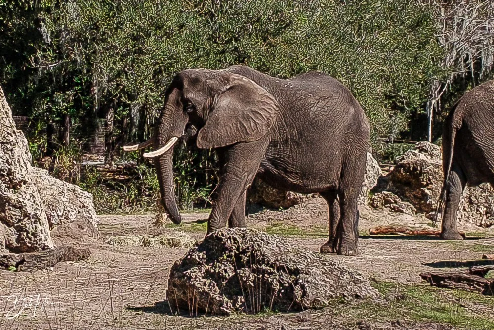 20260127-Animal Kingdom All -82.jpg