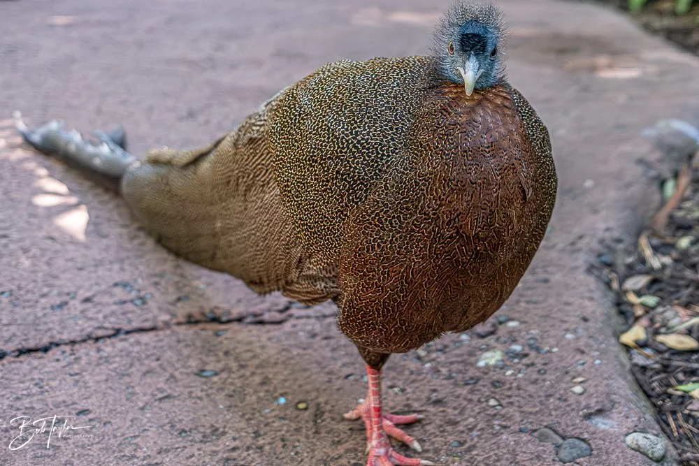 20260127-Animal Kingdom All -117.jpg