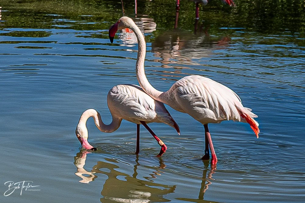 20260127-Animal Kingdom All -90.jpg