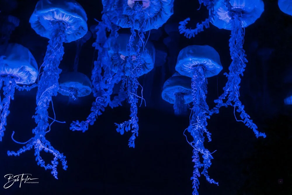 20260126-EPCOT All -46.jpg