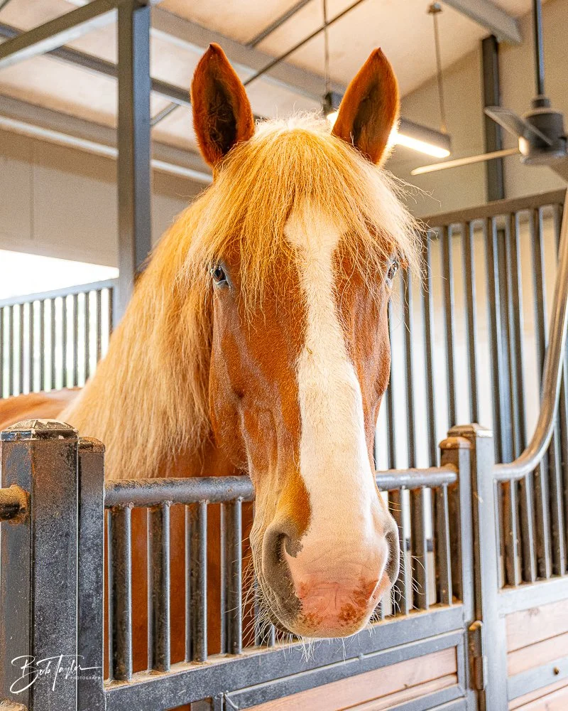 20260131-Fort Wilderness -27.jpg