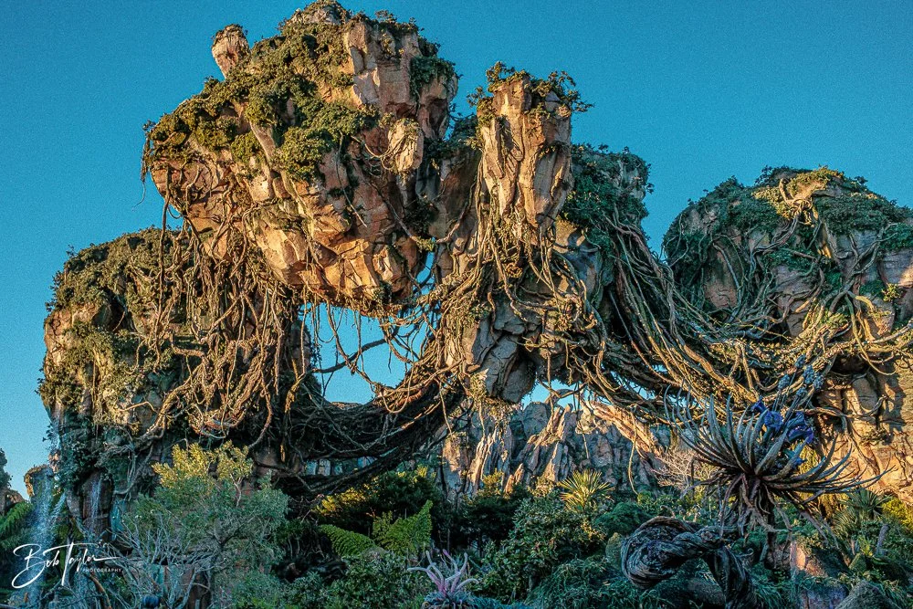 20260127-Animal Kingdom All -10.jpg