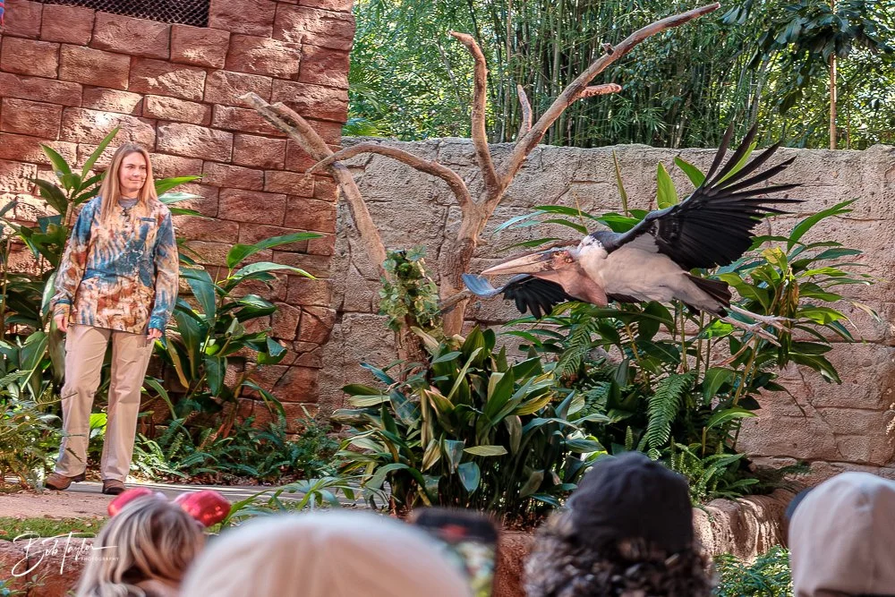 20260127-Animal Kingdom All -45.jpg