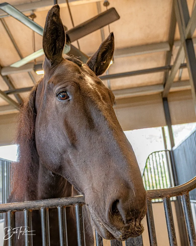 20260131-Fort Wilderness -40.jpg