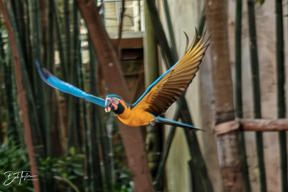 20260127-Animal Kingdom All -53.jpg