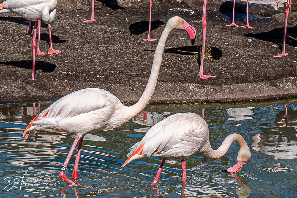 20260127-Animal Kingdom All -91.jpg