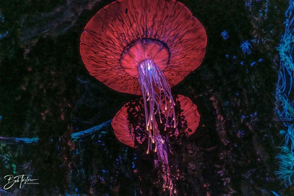 20260127-Animal Kingdom All -125.jpg