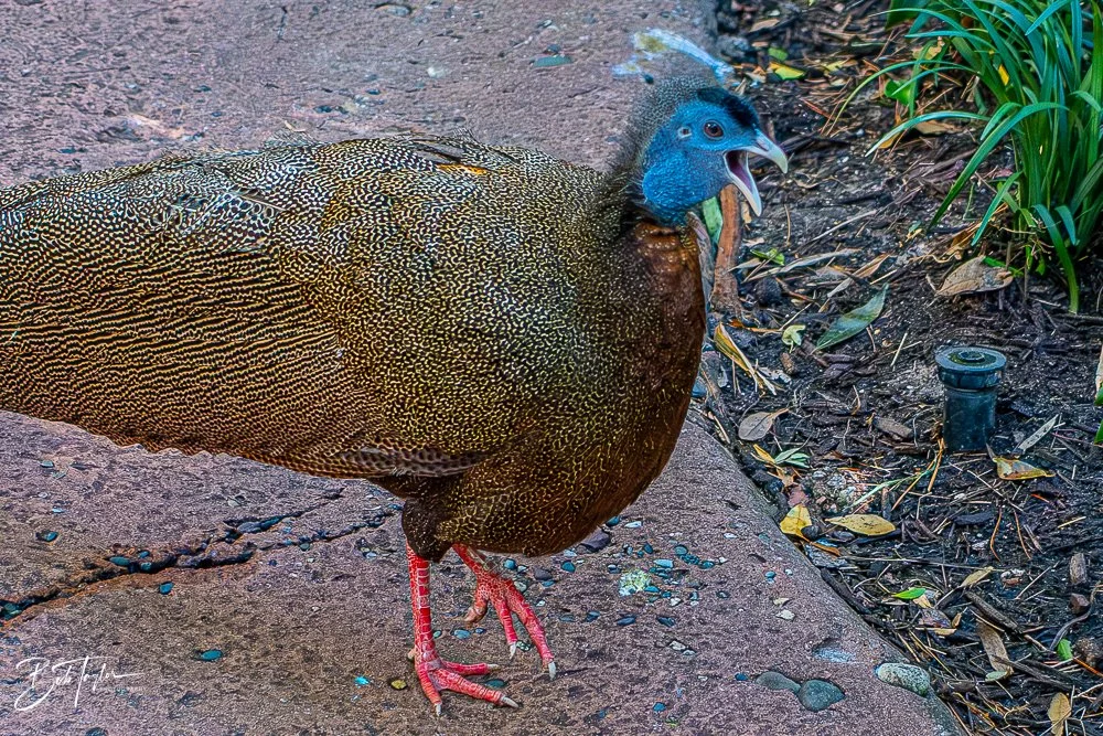 20260127-Animal Kingdom All -115.jpg