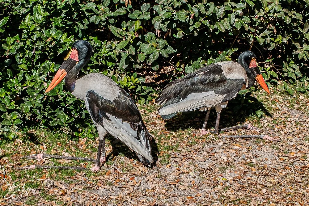 20260127-Animal Kingdom All -64.jpg