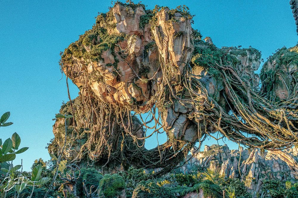 20260127-Animal Kingdom All -11.jpg