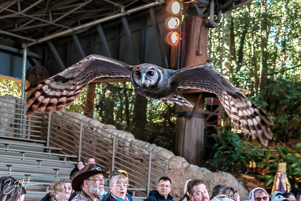 20260127-Animal Kingdom All -38.jpg