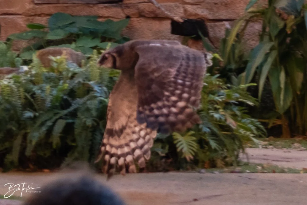 20260127-Animal Kingdom All -35.jpg