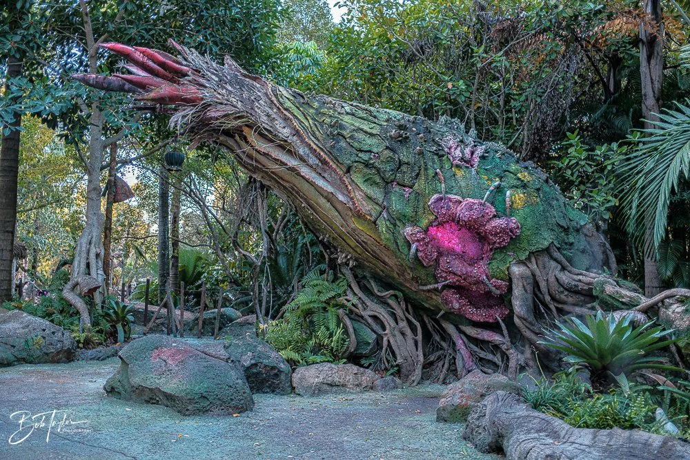 20260127-Animal Kingdom All -8.jpg