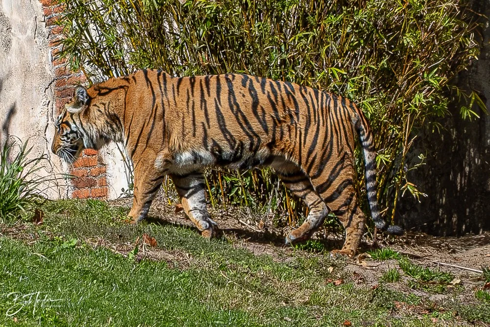 20260127-Animal Kingdom All -108.jpg