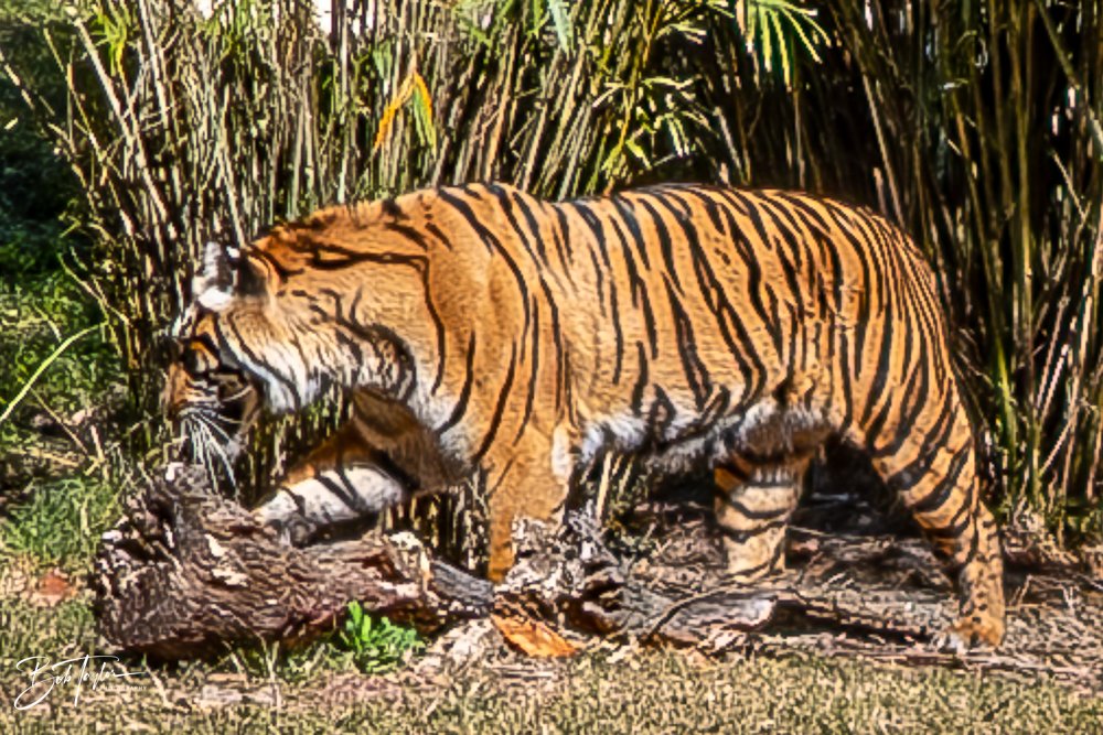 20260127-Animal Kingdom All -105.jpg