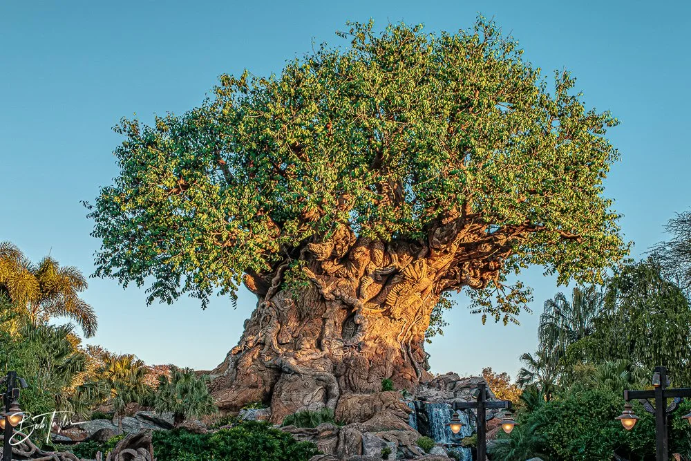 20260127-Animal Kingdom All -4.jpg