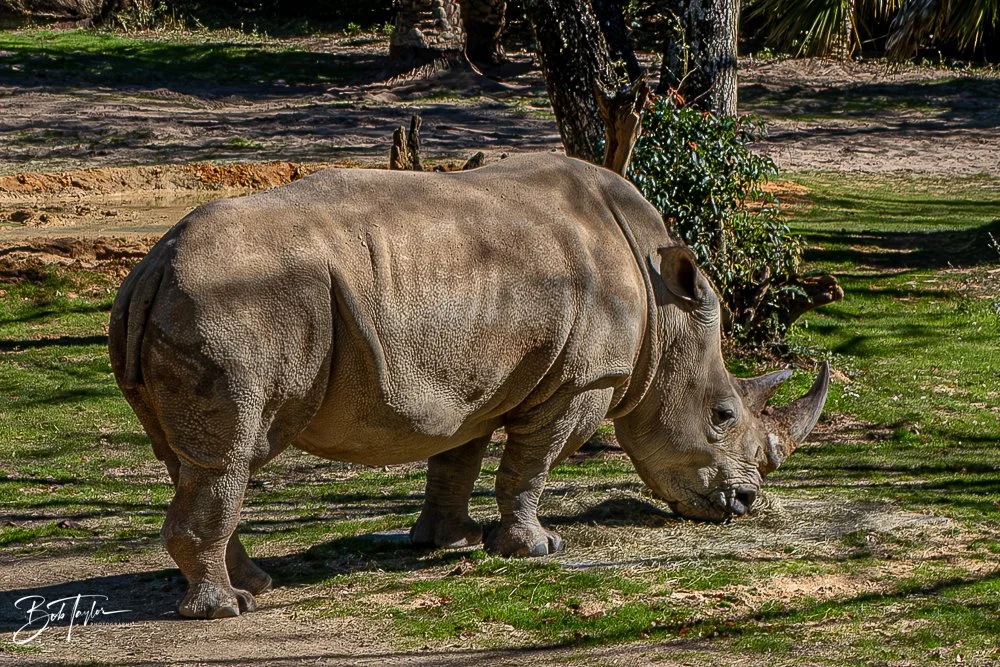 20260127-Animal Kingdom All -93.jpg