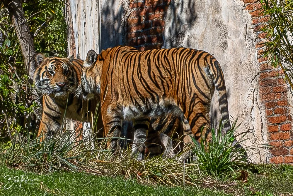 20260127-Animal Kingdom All -110.jpg