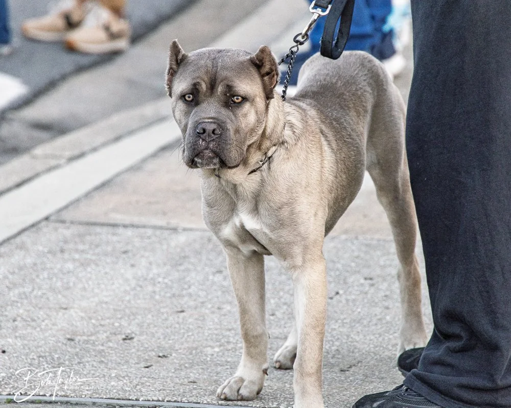 20260206-Mardi Gras Kids -80.jpg