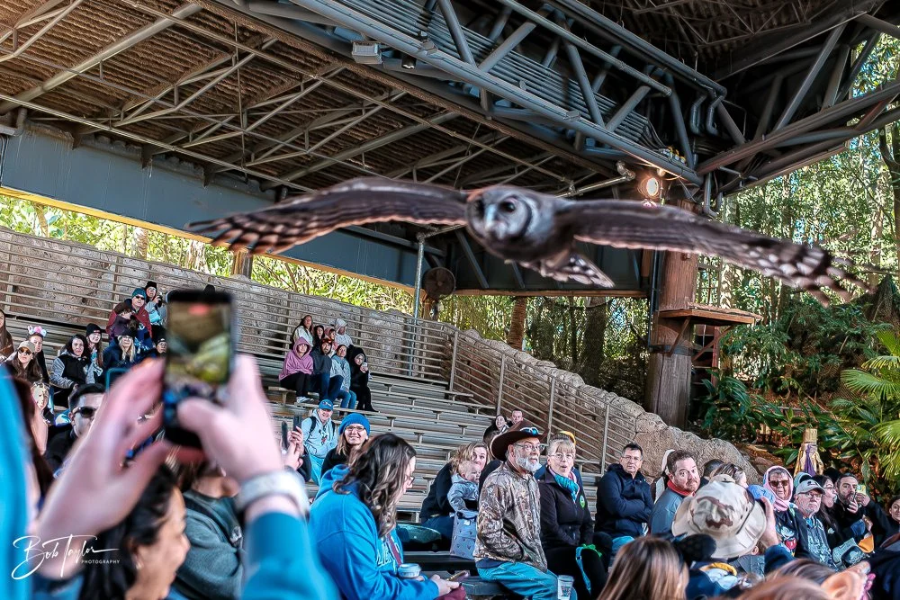 20260127-Animal Kingdom All -39.jpg