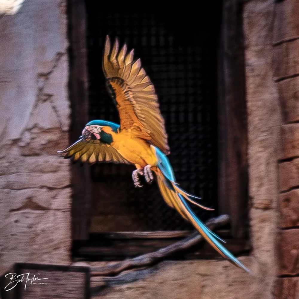 20260127-Animal Kingdom All -47.jpg