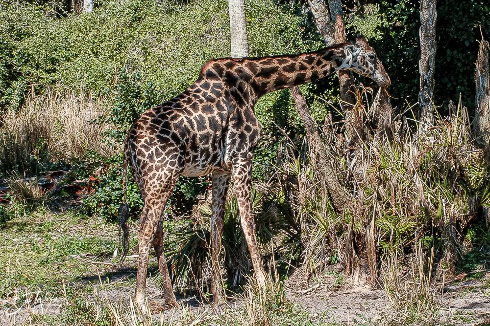 20260127-Animal Kingdom All -75.jpg