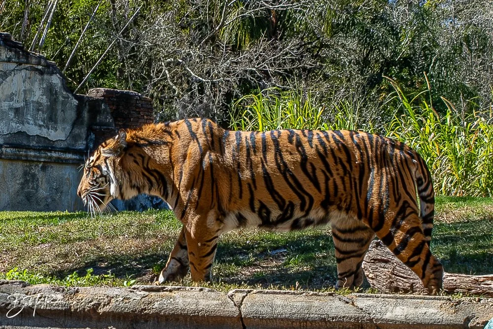 20260127-Animal Kingdom All -113.jpg