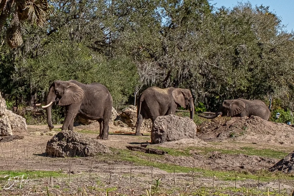 20260127-Animal Kingdom All -83.jpg