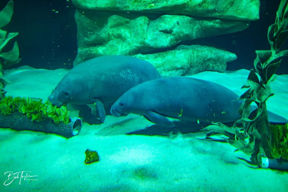 20260126-EPCOT All -51.jpg