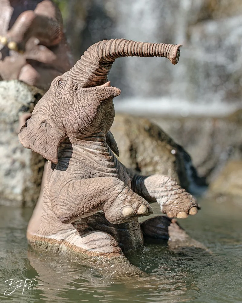 20260128-Magic Kingdom All -105.jpg