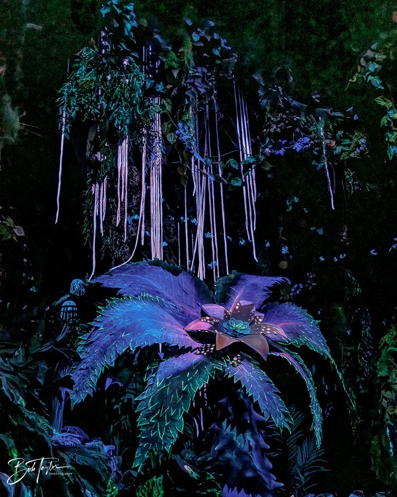 20260127-Animal Kingdom All -129.jpg