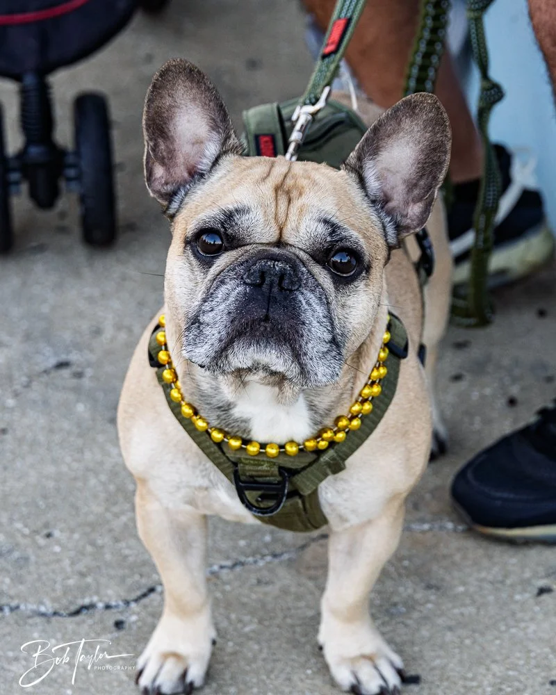 20260206-Mardi Gras Kids -2.jpg