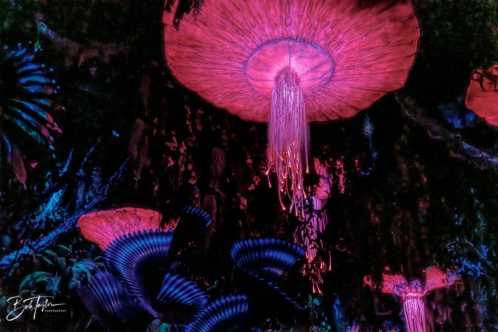 20260127-Animal Kingdom All -122.jpg