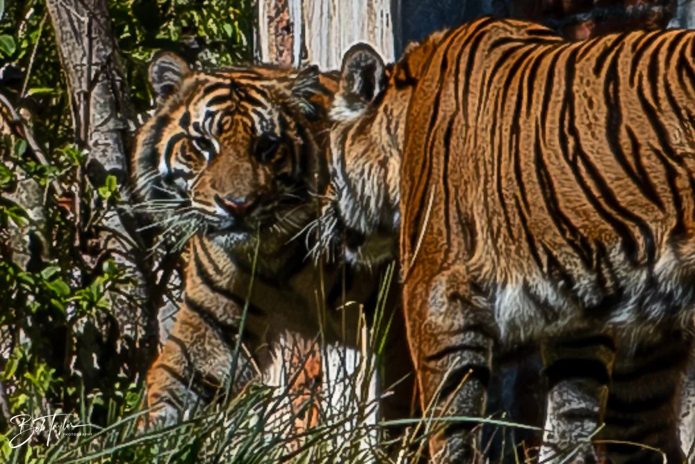 20260127-Animal Kingdom All -109.jpg