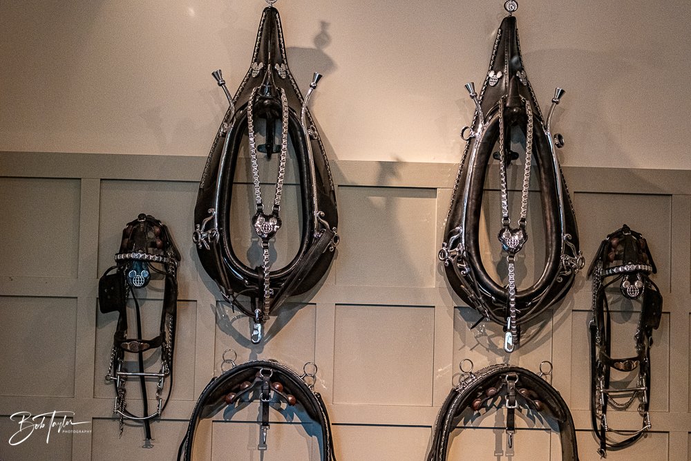 20260131-Fort Wilderness -24.jpg