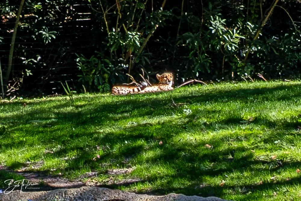 20260127-Animal Kingdom All -95.jpg