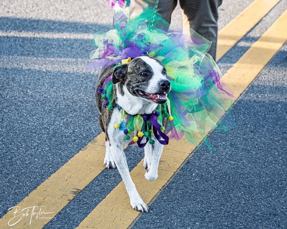 20260206-Mardi Gras Kids -28.jpg