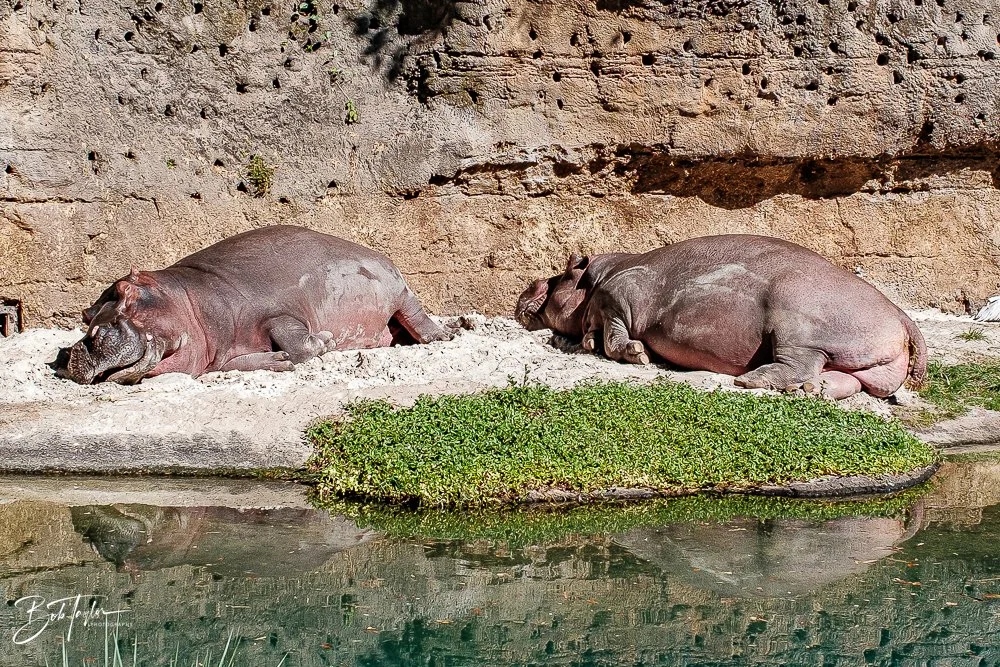 20260127-Animal Kingdom All -66.jpg