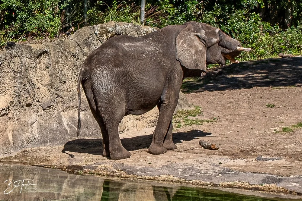 20260127-Animal Kingdom All -80.jpg