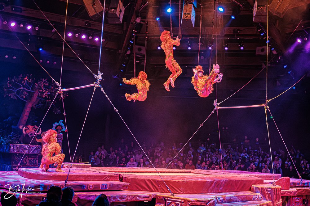 20260127-Animal Kingdom All -141.jpg