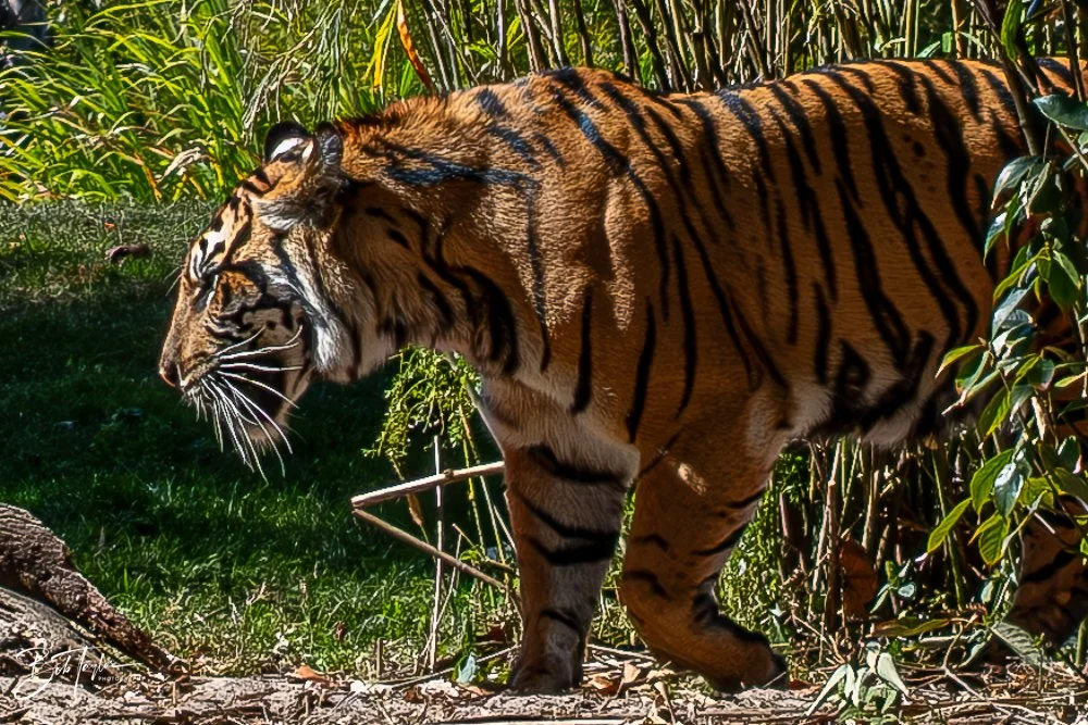 20260127-Animal Kingdom All -111.jpg