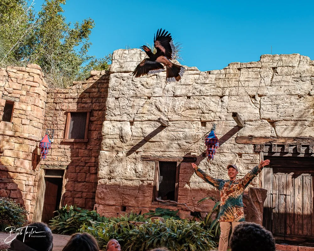 20260127-Animal Kingdom All -26.jpg