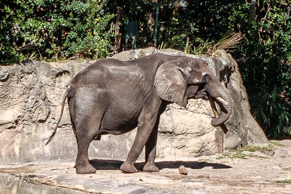 20260127-Animal Kingdom All -79.jpg